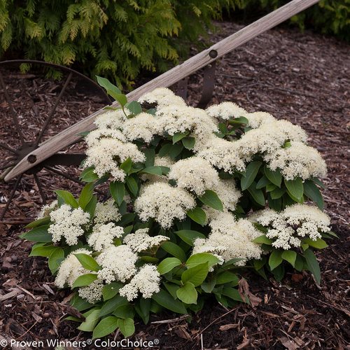 22 Small Flowering Shrubs For Big Color