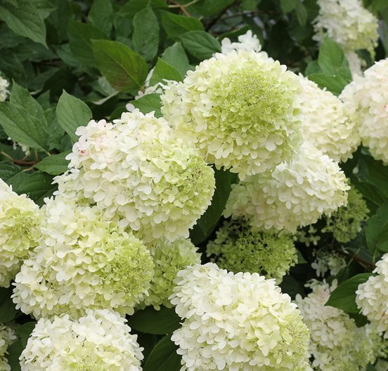 14 Best Flowering Shrubs Garden Design