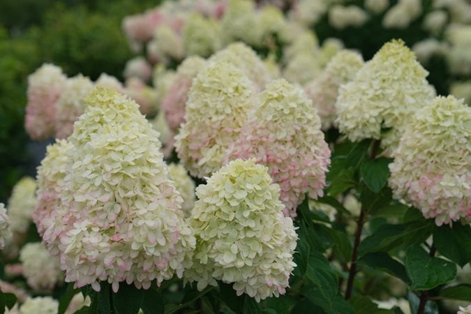 Image of Limelight white cone-shaped hydrangea