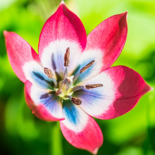 planting tulips how to