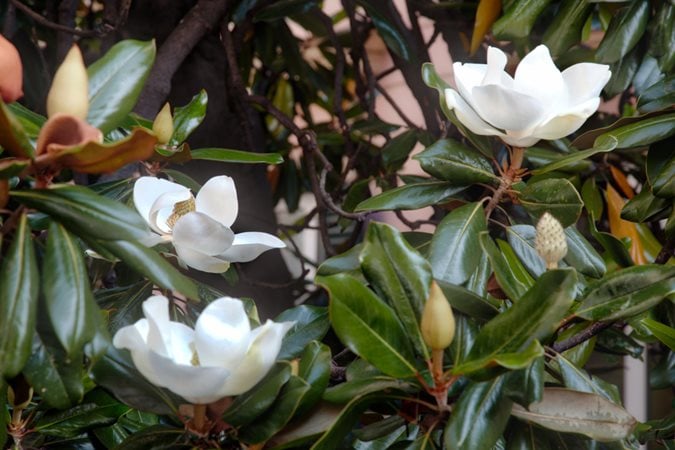 ornamental evergreen shrubs