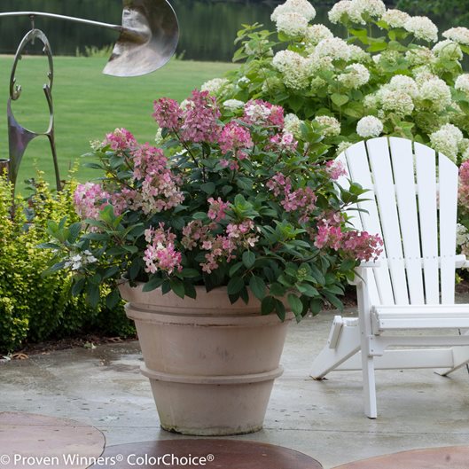 A Guide to Growing Hydrangeas in Pots Garden Design