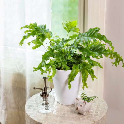 14 Indoor Ferns To Grow Garden Design
