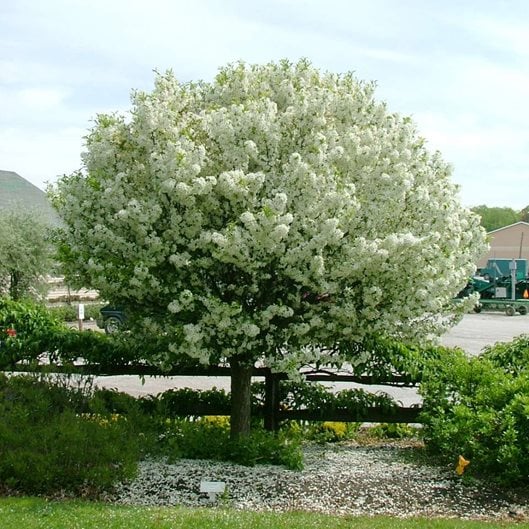 white flowering trees