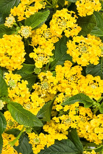 34 Yellow Flowers For Your Garden
