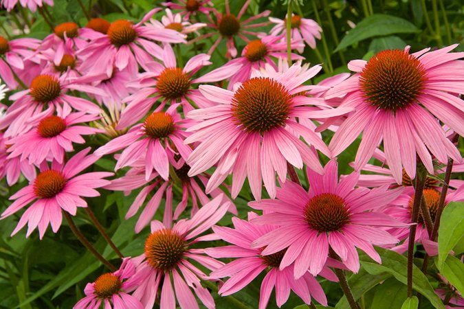 Pink coneflowers illustrating medium texture in the garden