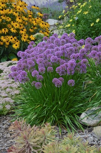 20+ Purple Flower Weeds In Grass