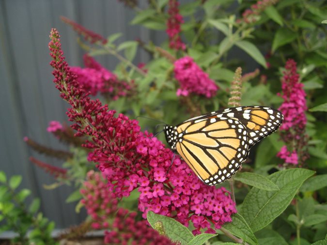 14 Best Flowering Shrubs Garden Design Miss Molly Erfly Bush