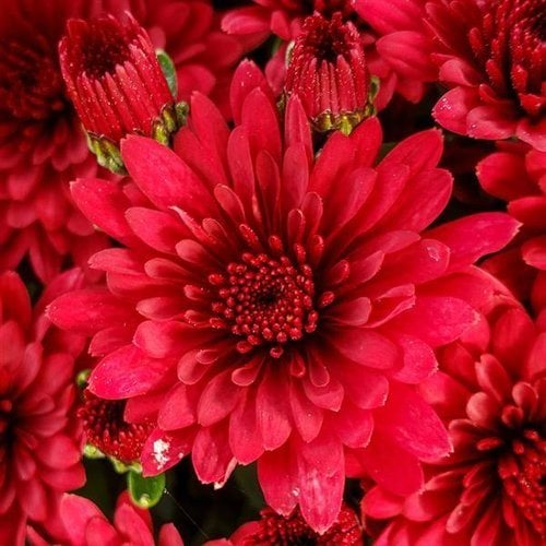 Chrysanthemum Growing And Care Tips For Mums Garden Design