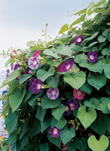 16 Drought Tolerant Plants To Grow In Your Garden 16 Drought Tolerant Plants To Grow In Your Garden
