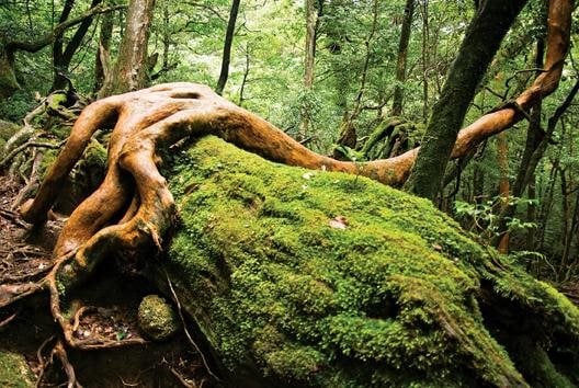 Moss As A Low Maintenance Log Cabin Landscape