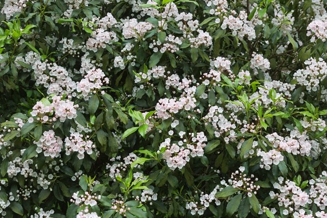 ornamental evergreen shrubs