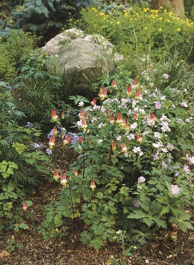 Beautiful Rock Garden Perennial Aquilegia Coerulea Young Plant