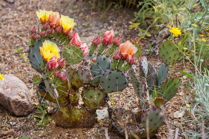 Fresh Texas Nopales Prickly Pear Cactus – Spineless, Thornless, Edible, Cut Day Of Shipping