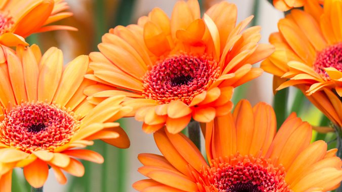 Colour Of Orange Flowers