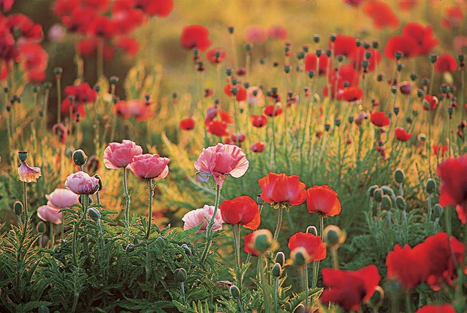 oriental poppies garden design_10762