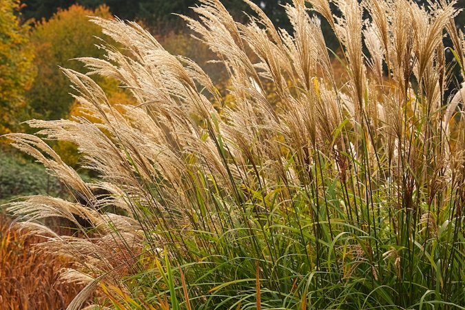 Tall ornamental grasses with feathery plumes exemplifying fine texture