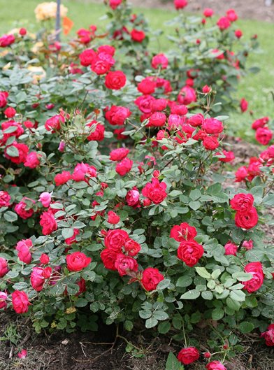 14 Best Flowering Shrubs - Beautiful Bushes with Flowers ...