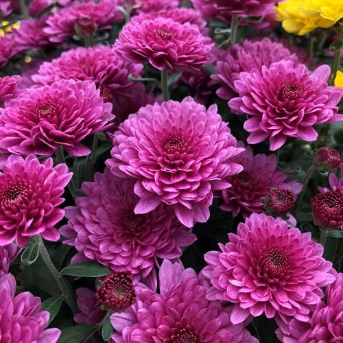 Image of Chrysanthemums flowers