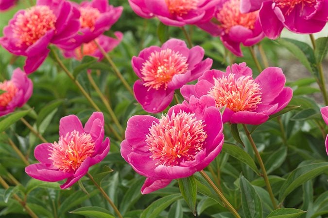 30 Deer-Resistant Perennials