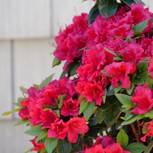 Uretfærdig Observatory prøve 32 Types of Red Flowers for a Gorgeous Garden | Garden Design