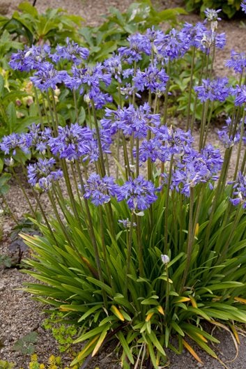 Image of Agapanthus shrub