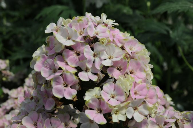 Growing Phlox Planting Caring For Garden Phlox Garden Design