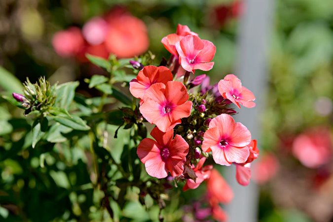 Growing Phlox Planting Caring For Garden Phlox Garden Design