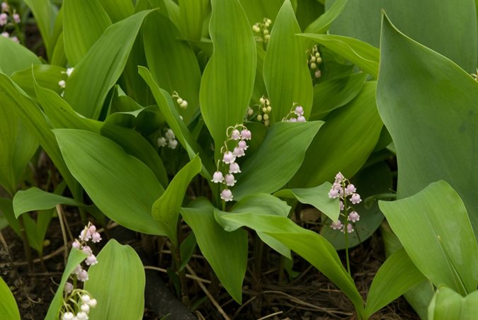 Pink Lily of the Valley Ground Cover