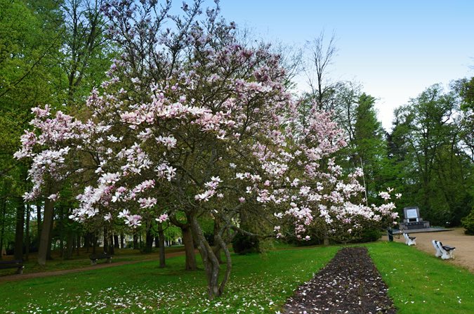 The 12 Best Flowering Trees For The Garden Garden Design