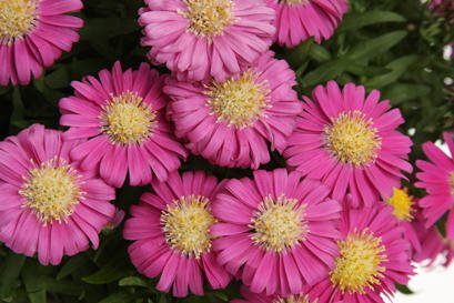 Growing Asters: Planting & Caring for These Fall Flowers | Garden Design
