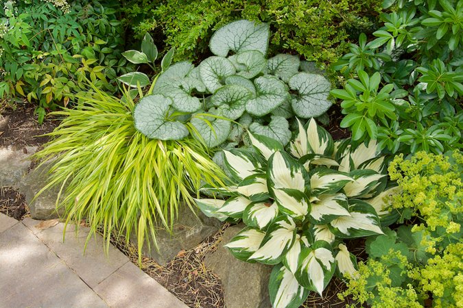 Shady plant combination with Japanese forest grass, Siberian bugloss, hostas and lady's mantle
