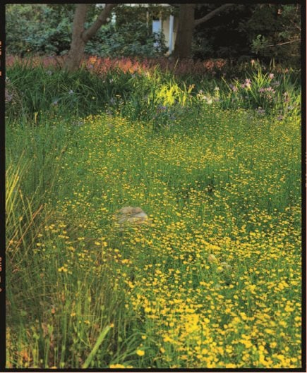 California Native Plants Garden Design