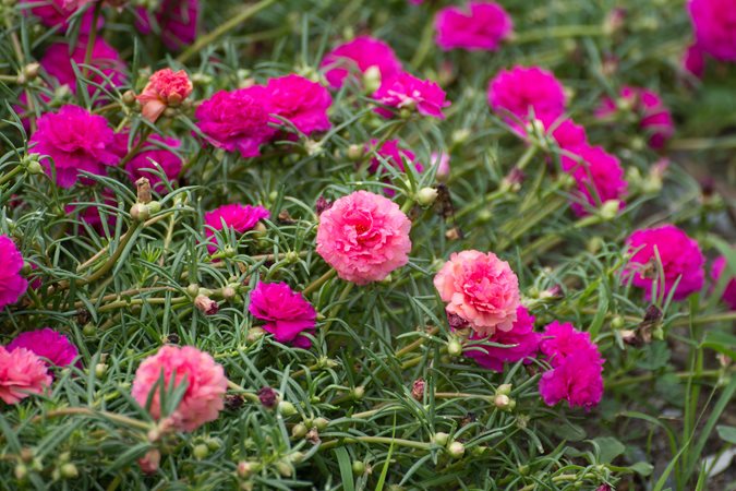 Drought Tolerant Garden Design dry stream bed drought tolerant landscape garden design simple elegance rocklin ca Portulaca Drought Tolerant Garden Design cecily hunter garden design hot drought tolerant garden Portulaca