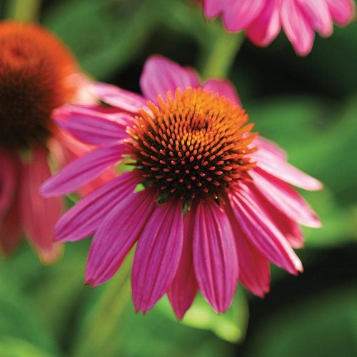 Image of Coneflower (Echinacea purpurea) late summer blooming perennial