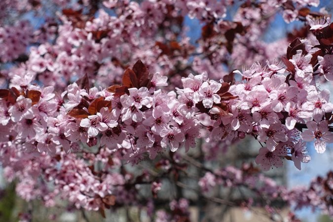 पर्पलिश फूलों के साथ फल का पेड़ क्रॉसवर्ड सुराग