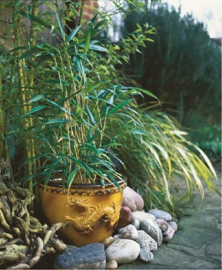 Different Types Of Bamboo: Learn About Bamboo Plants For The Garden