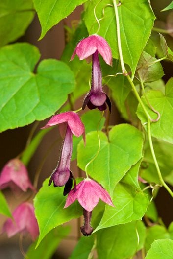 21 Best Flowering Vines To Grow