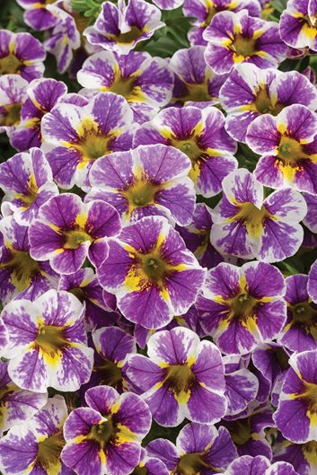 24 Purple Flowers to Brighten Your Garden