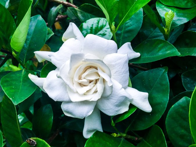 Growing Gardenias: How to Care for Gardenia Plants | Garden Design