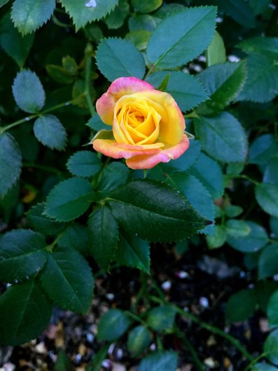 12 Types of Roses: Find the Best for Your Garden | Garden Design