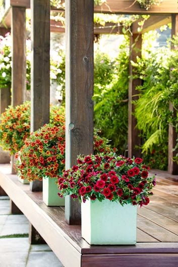 Full Sun Plants For Pots Garden Design, Best Plants For Patio Pots In Full Sun
