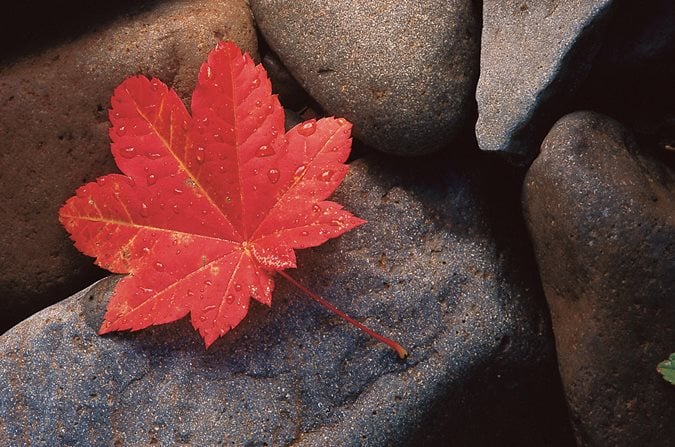 oak tree in fall leaves