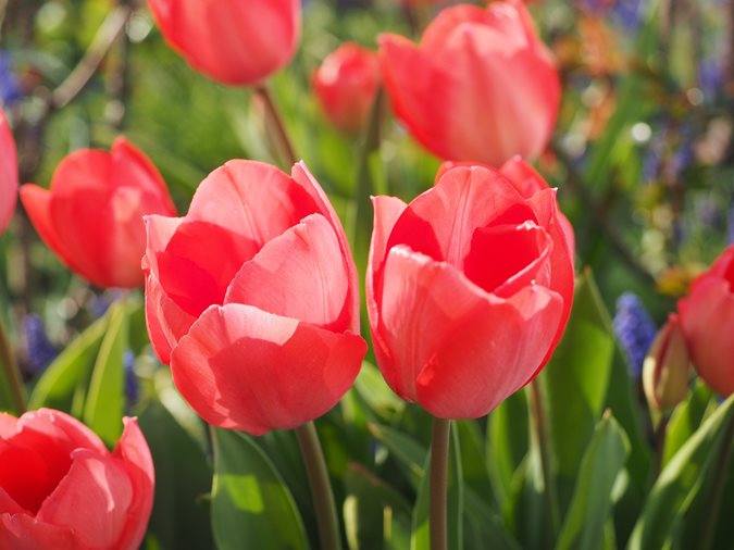 18 Spring Flowers For A Beautiful Garden Design Red Tulips