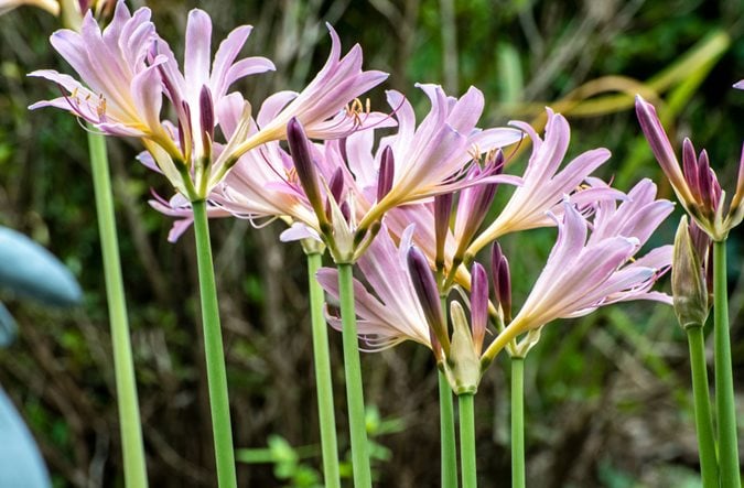 Summer flowering bulbs store