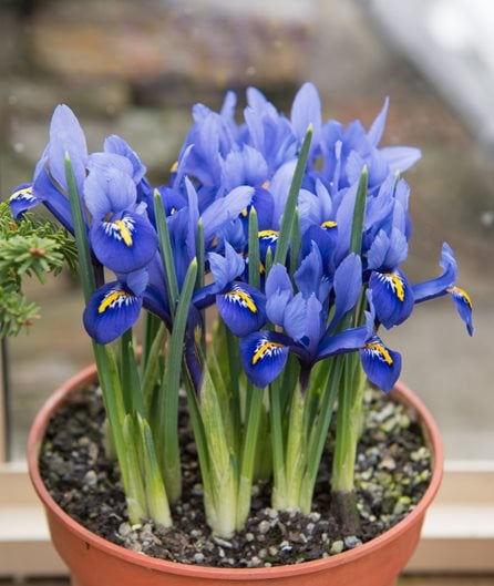 Winter Flowers and Plants