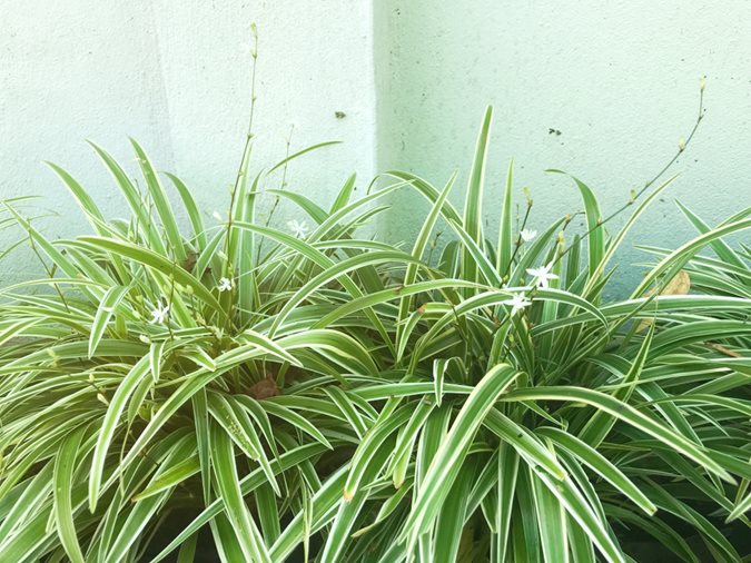 Spider Plant (Reverse Variegated)