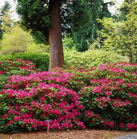 Image of Pink rhododendron flowers in garden