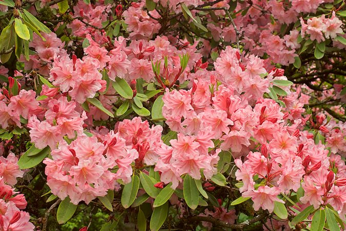 are azalea flowers poisonous to cats