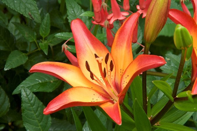 Image of Lilies flower bulb that blooms all summer